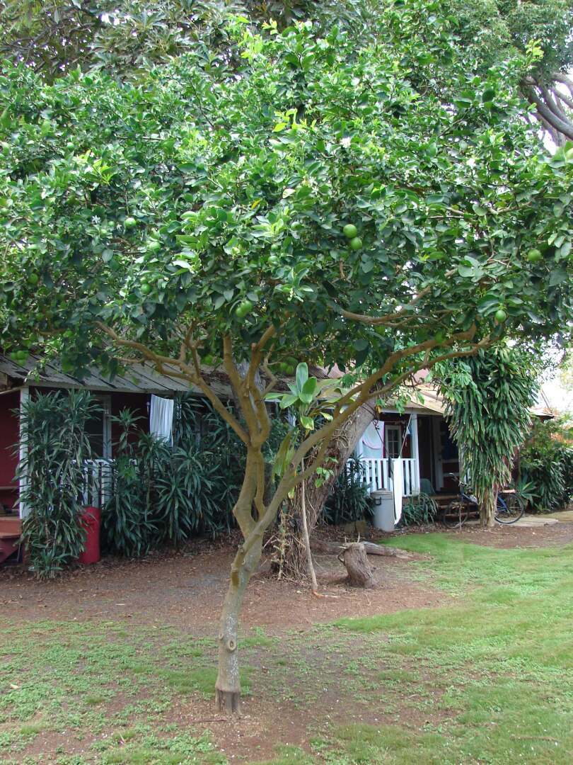 Рассказ про лайм