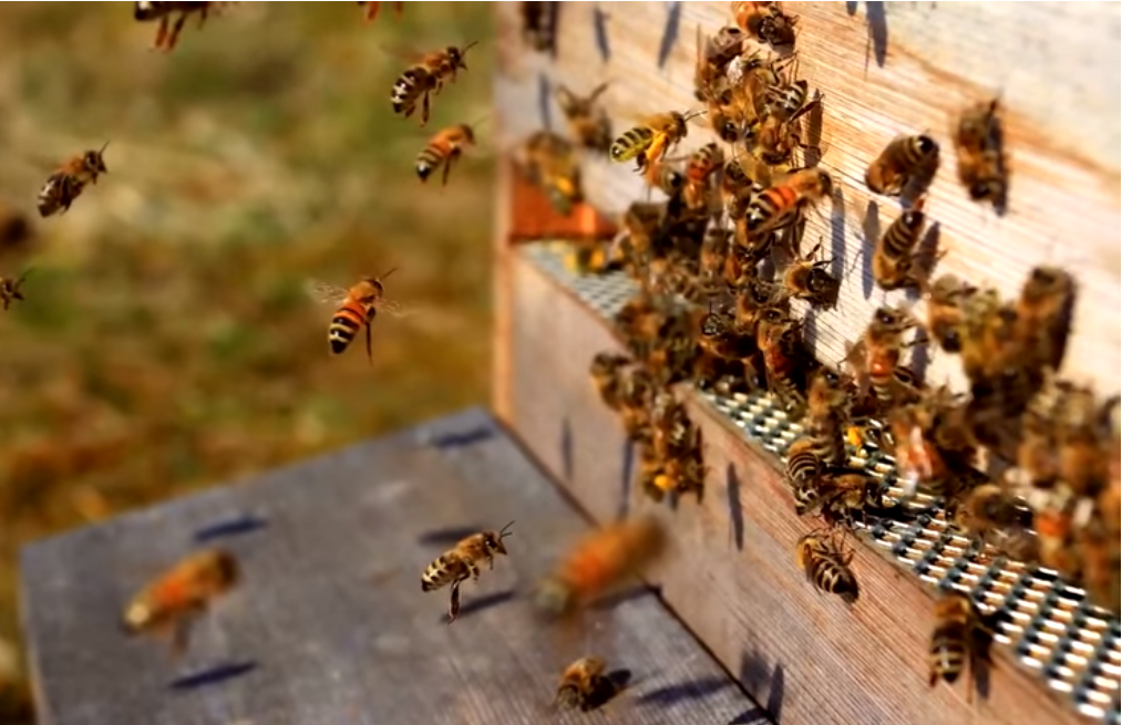 Каково быть пчелой? Интересные факты о пчелах, которые вы, возможно, не знали