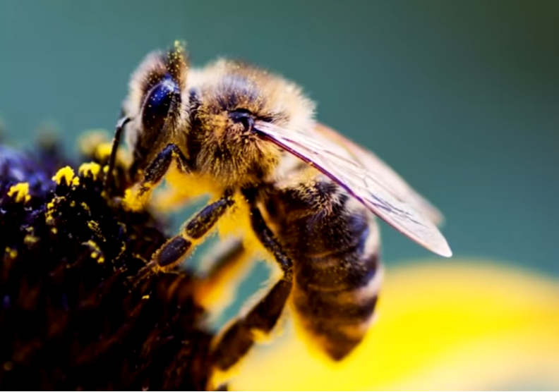 Каково быть пчелой? Интересные факты о пчелах, которые вы, возможно, не знали