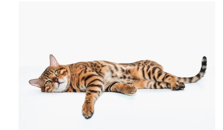 Просто о поведении кошек