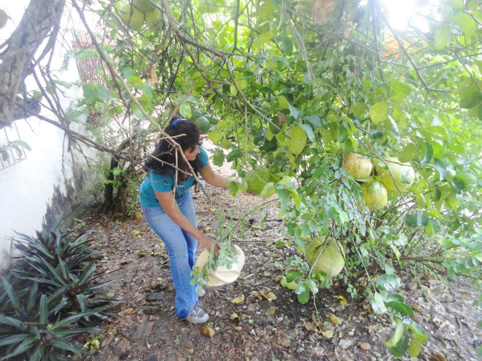 Рассказ про цитрон