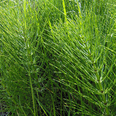 Хвощ полевой при женских инфекциях