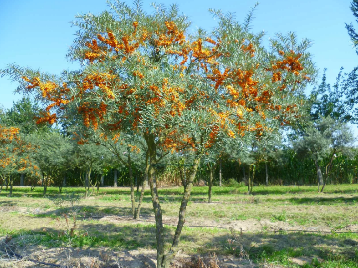 Облепиха: секреты полезных свойств ягоды, которые вы не знали!