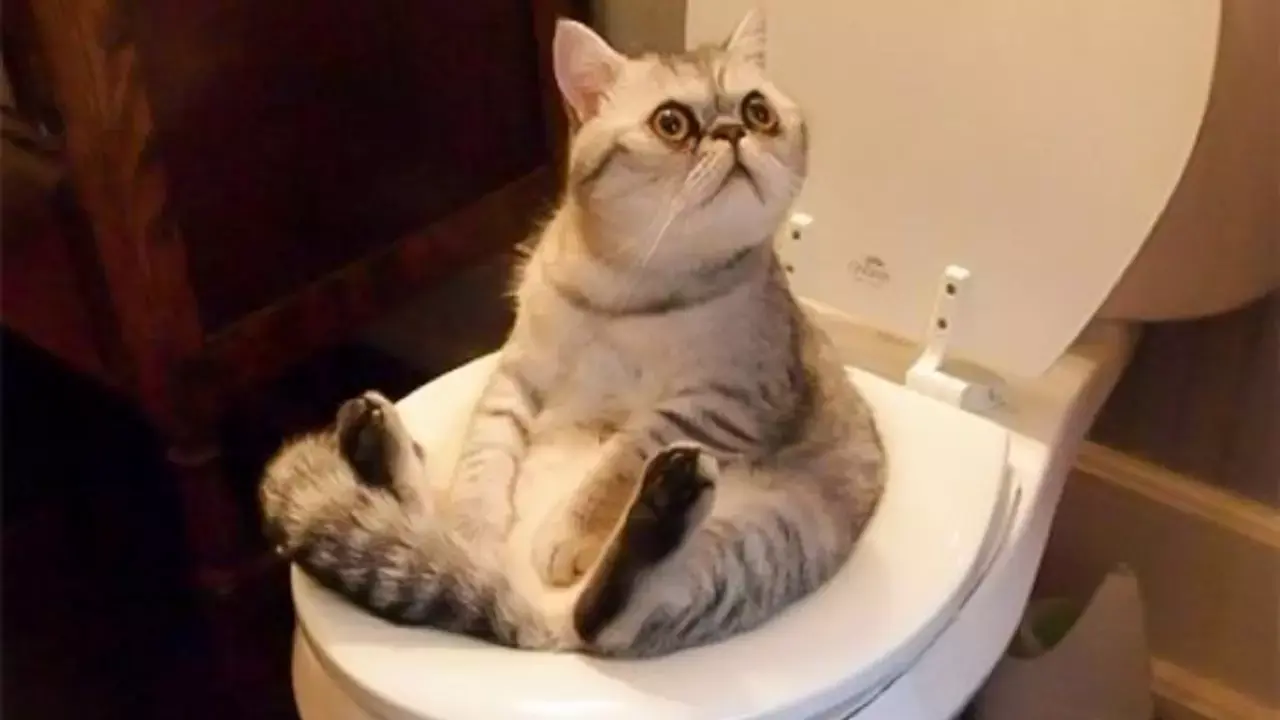 Алкашка! Майские праздники! Дачные мытарства Казимира продолжаются. Объект ушёл от «наружки»! Глава № 1 дневника кота Казимира (продолжение)