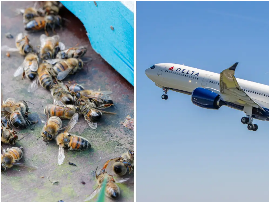 Рой пчел приземлился на крыло рейса Delta, что привело к задержке полета на 3 часа.
