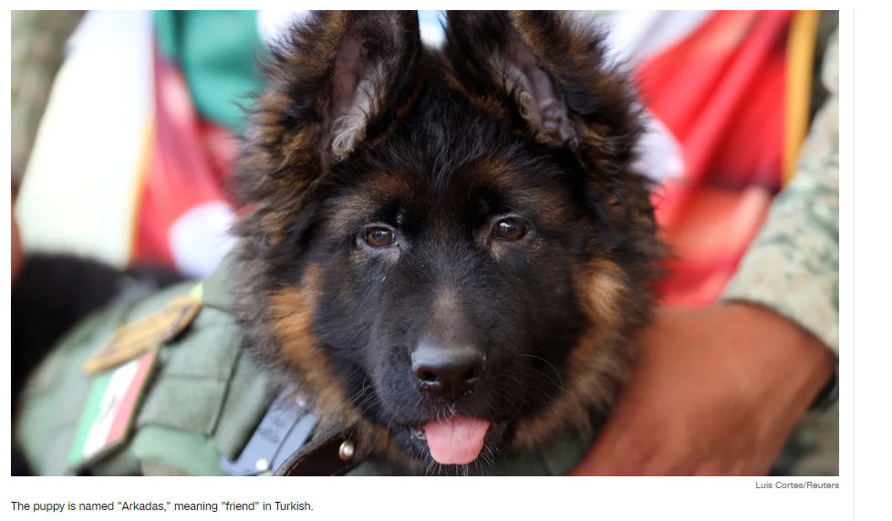 Турция подарила Мексике щенка после гибели спасательной собаки во время землетрясения