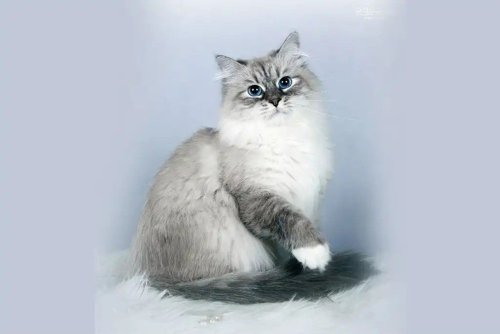 10 самых красивых пород кошек.