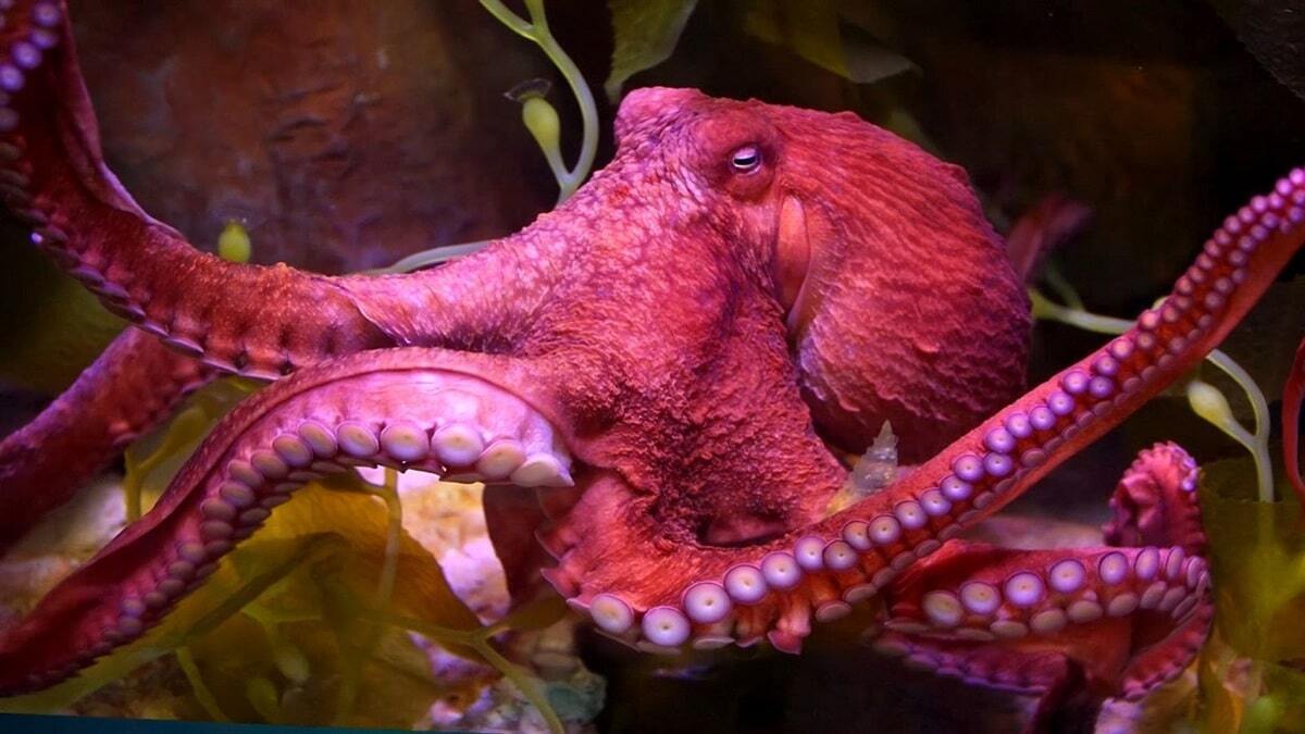 "Осьминог, который украл шоу: Как одно морское существо стало мировой сенсацией!".