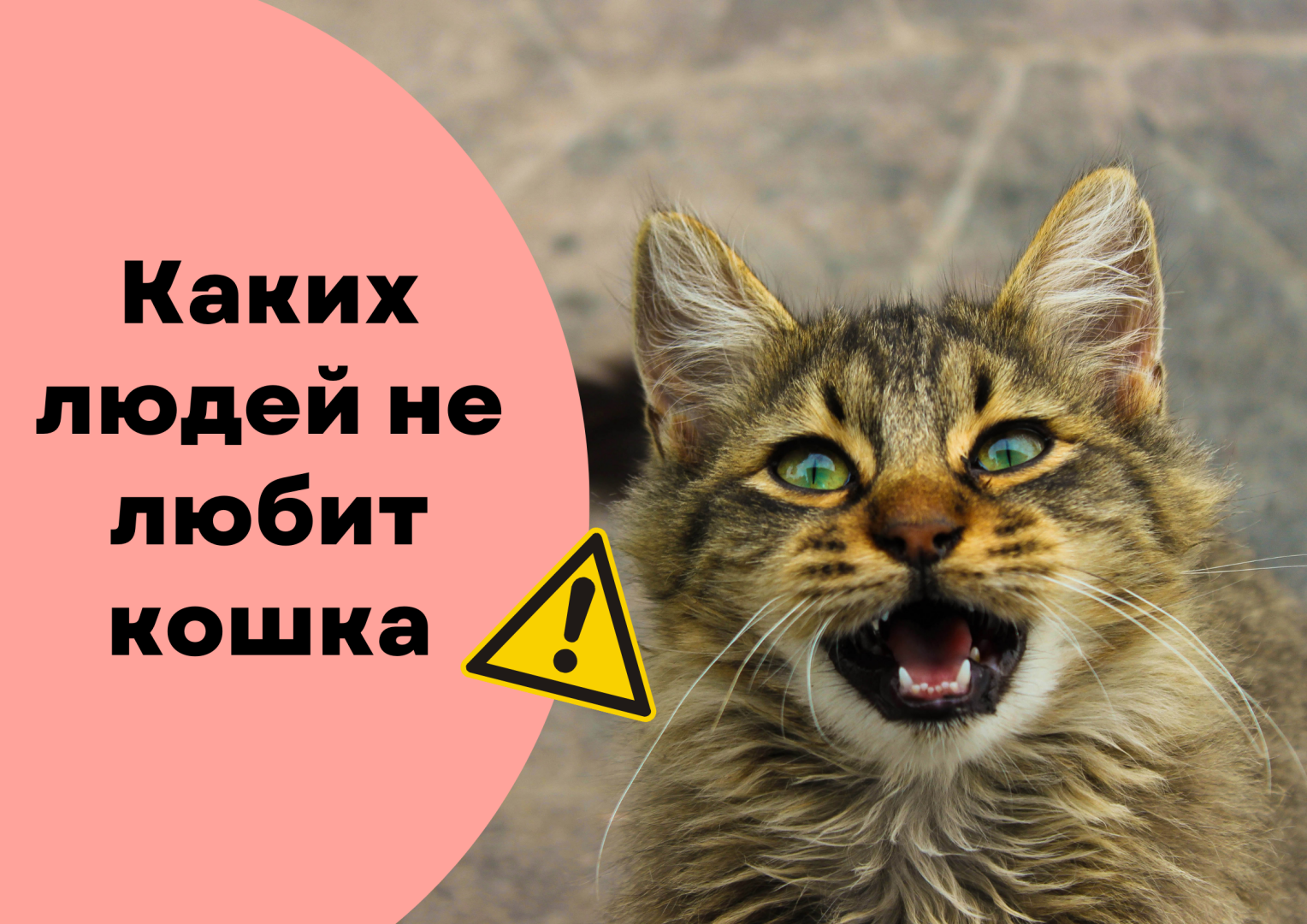 Каких людей не любит кошка.