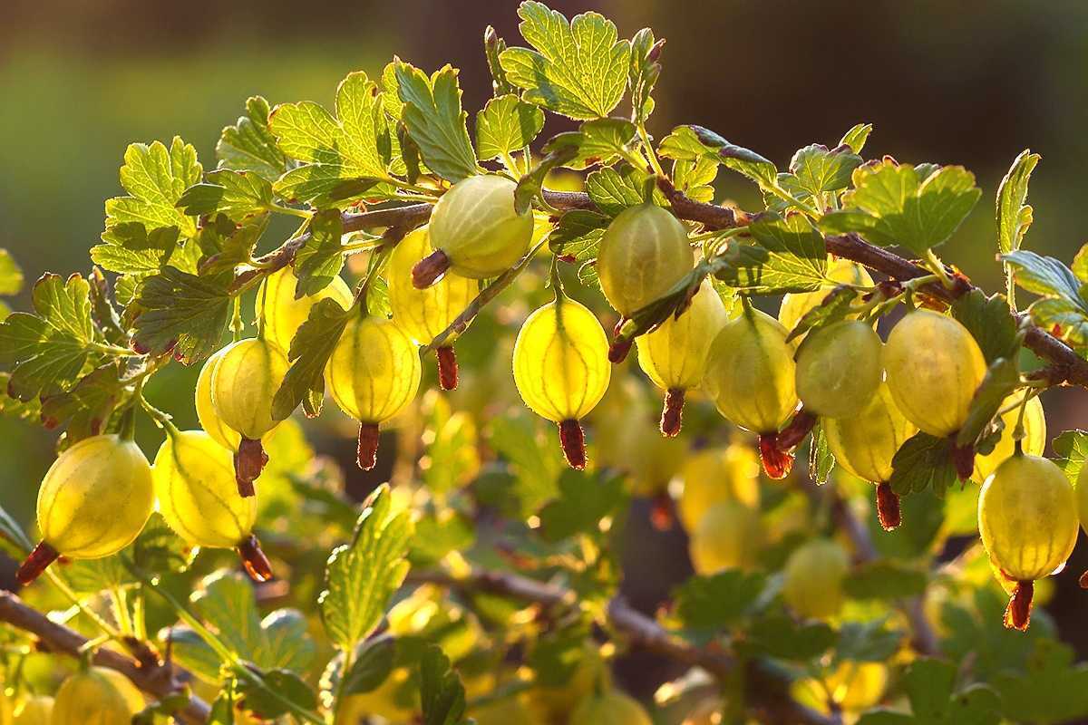 Ягодный сад моей души