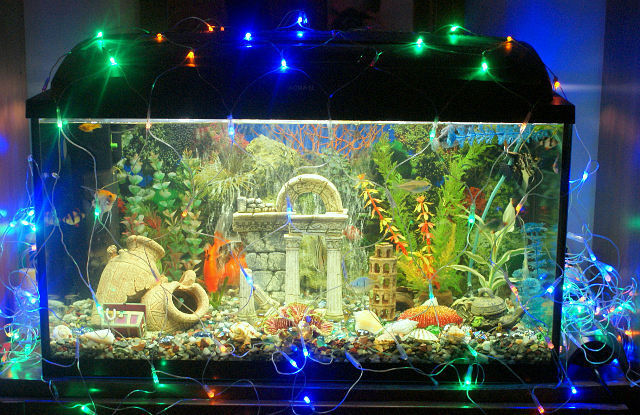 Высвобождение силы природы: Электрический угорь и 12 лампочек