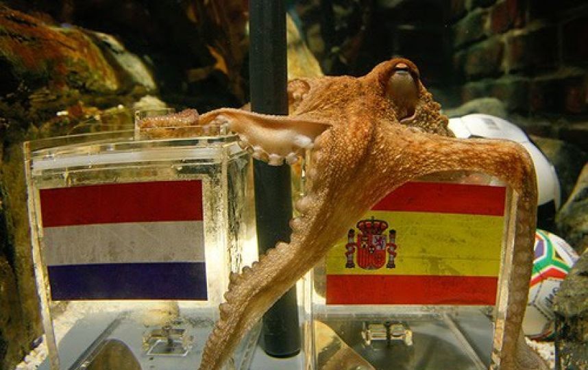 "Осьминог, который украл шоу: Как одно морское существо стало мировой сенсацией!".