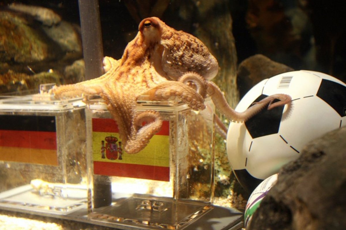 "Осьминог, который украл шоу: Как одно морское существо стало мировой сенсацией!".