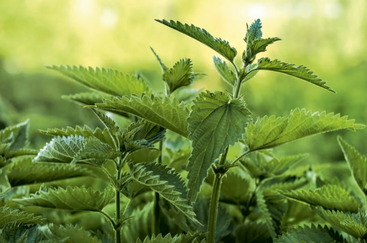 Лечебные свойства, рецепты настоя, отвара и мази из крапивы: эффективное средство для здоровья кожи и организма