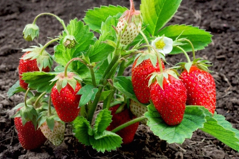 Ягодный сад моей души