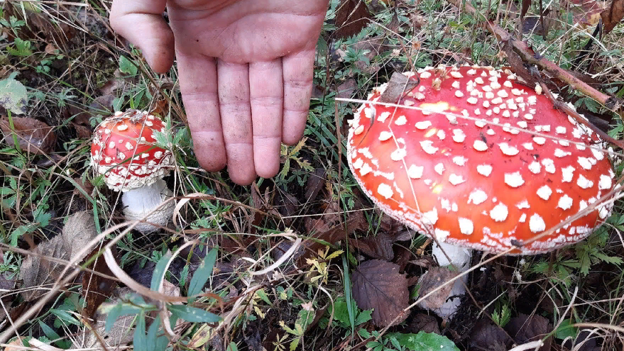 Как использовать красный мухомор в народной медицине: отвары, настои и мази