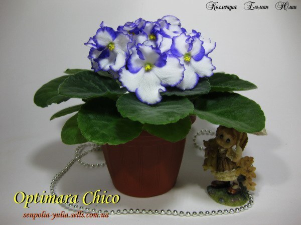 Невероятные свойства некоторых комнатных растений.