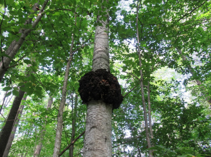 Березовая чага: как приготовить отвар, настой и мазь для лечения различных заболеваний