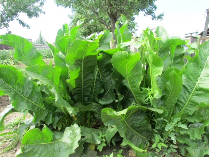 Как использовать хрен для укрепления иммунитета и борьбы с болезнями. Настои, отвары и мази из хрена