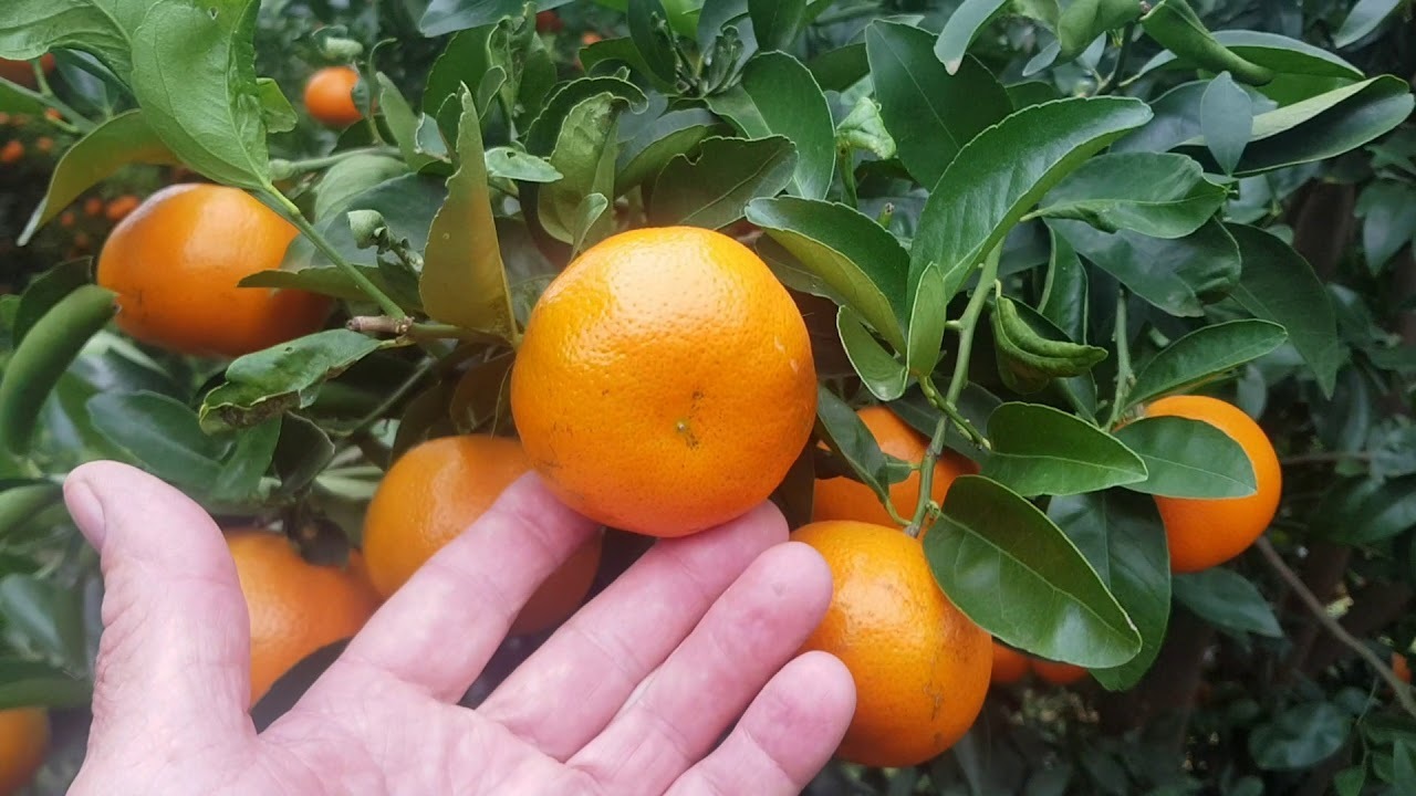 Рассказ про муркот