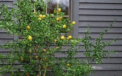 Рассказ про понцирус