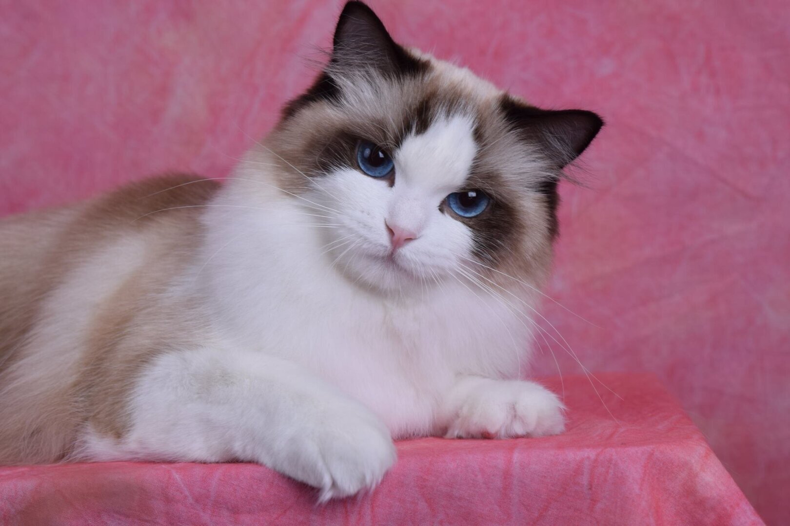 Самые ласковые породы кошек