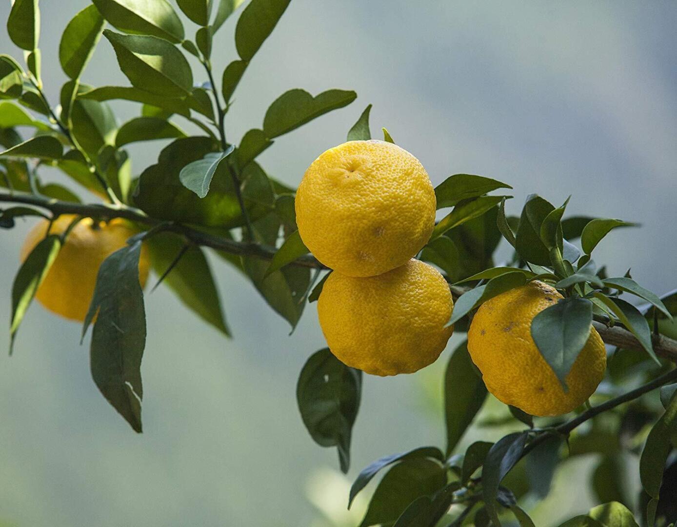 Рассказ про юдзу