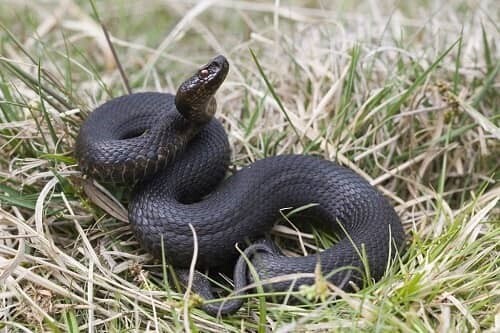 Змеи на даче. Насколько опасна встреча с ними и как защититься?