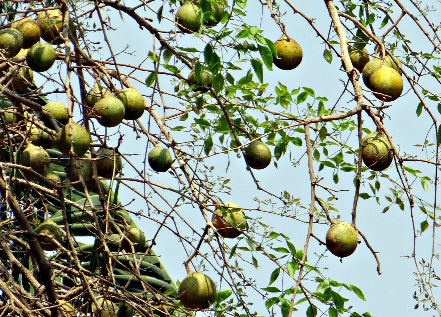 Рассказ про деревянное яблоко