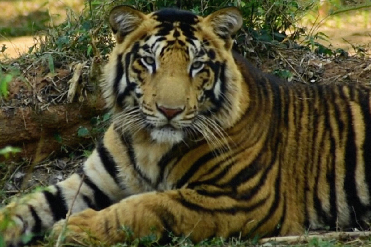 Сказка, написанная ИИ