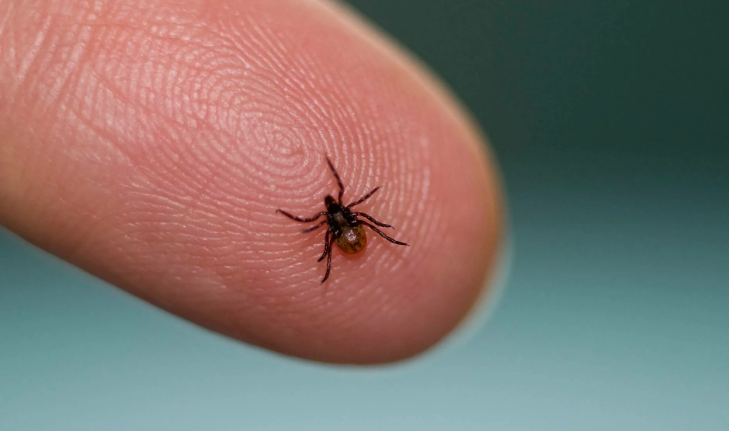 Не дайте шанс клещам! Как защититься от клещей. Советы, которые помогут вам сохранить здоровье!