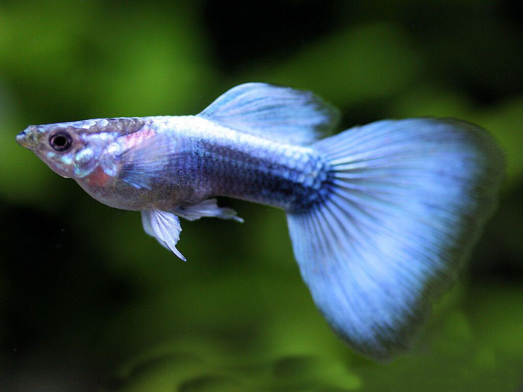 Самые мелкие рыбки