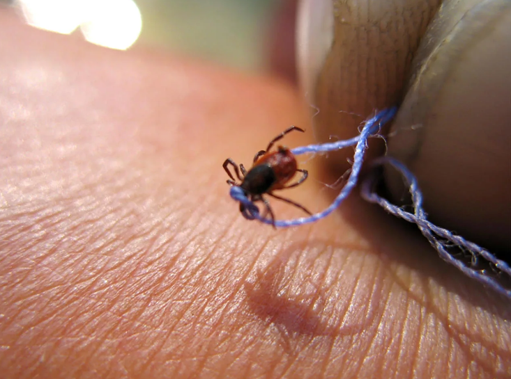 Не дайте шанс клещам! Как защититься от клещей. Советы, которые помогут вам сохранить здоровье!