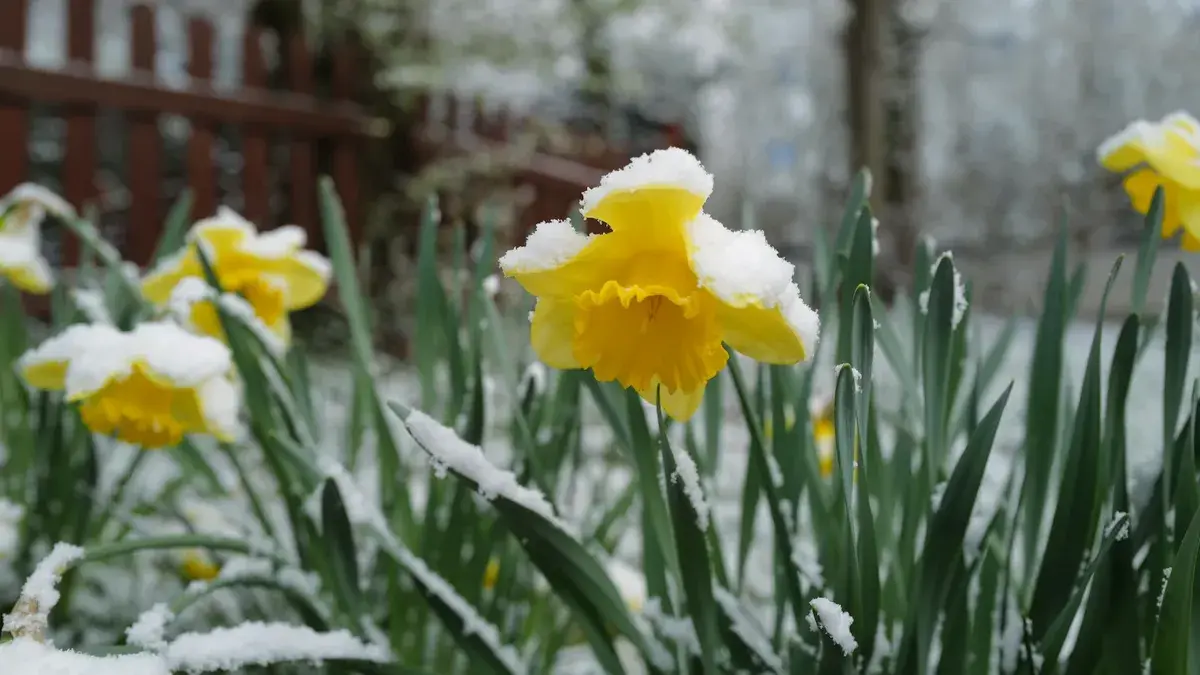 «Вероятность мокрого снега» Какая погода будет в Москве, Петербурге, Сибири и на Дальнем Востоке в первой половине мая 2023