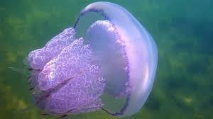 Какие виды животных находятся в океанах, и как они взаимодействуют с окружающей средой?