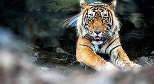 Как можно защитить диких животных от исчезновения?