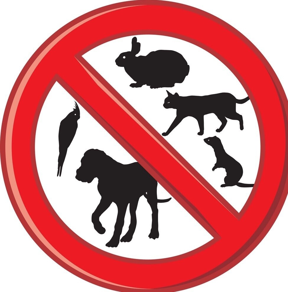 Поводы не заводить домашних животных. Обязательно прочти перед тем, как решишь обзавестись четвероногим другом!