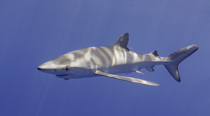 Какие виды животных находятся в океанах, и как они взаимодействуют с окружающей средой?