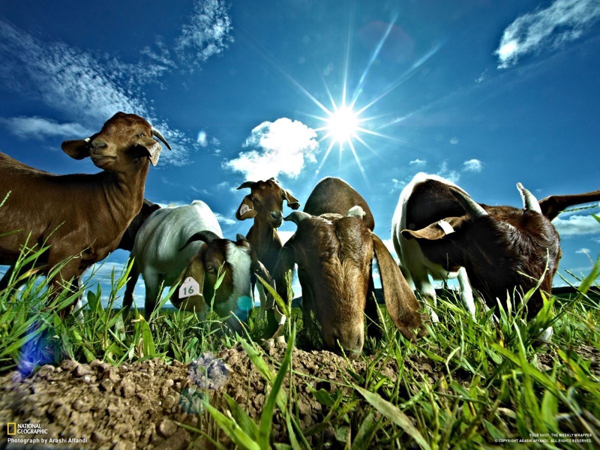 Как фермеры могут заботиться о животных, чтобы создать здоровую среду для жизни и работы?