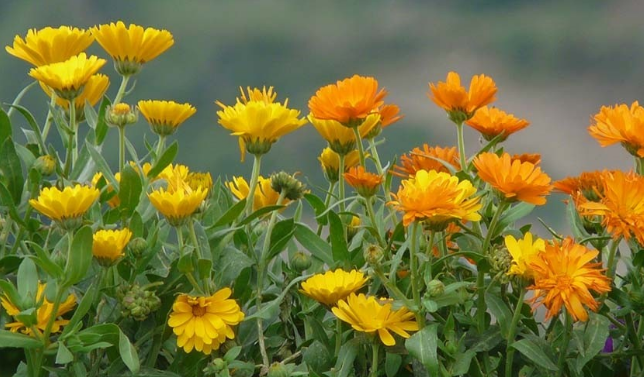 Для чего необходимо выращивение цветов календулы в огороде