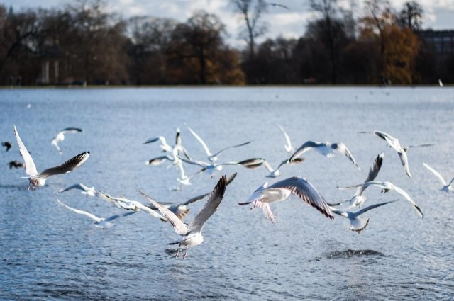 Обнаружены трупы зараженных чаек в Калужской области