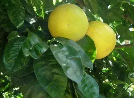 Рассказ про оранжело