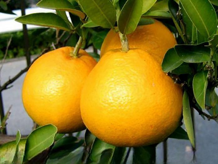 Рассказ про хассаку