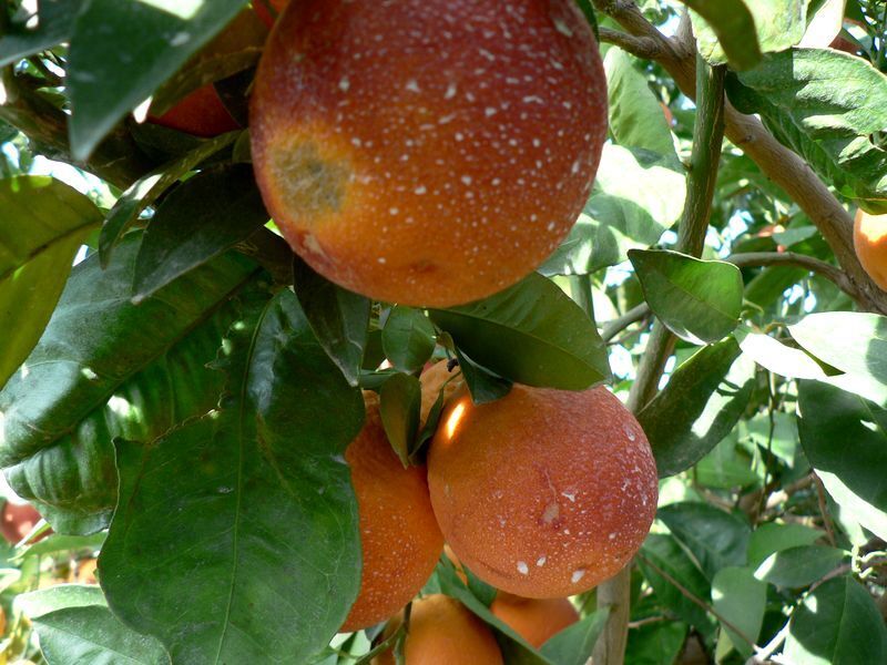 Рассказ про Моро