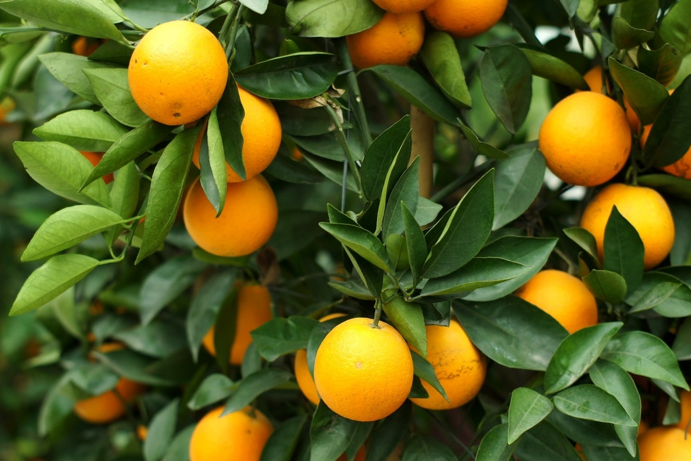 Рассказ про хассаку