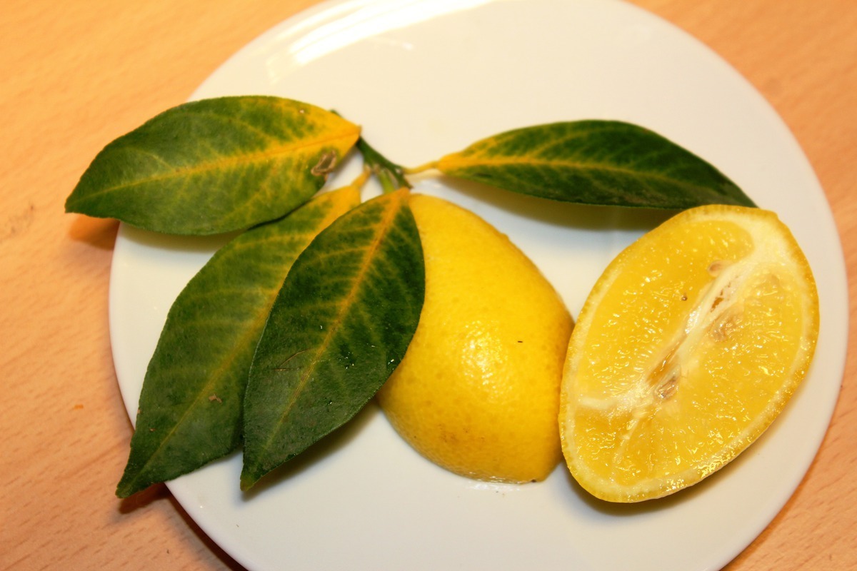 Рассказ про лаймкват