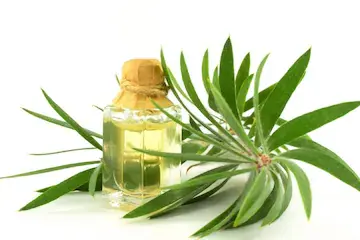 Топ-5 преимуществ использования масла чайного дерева