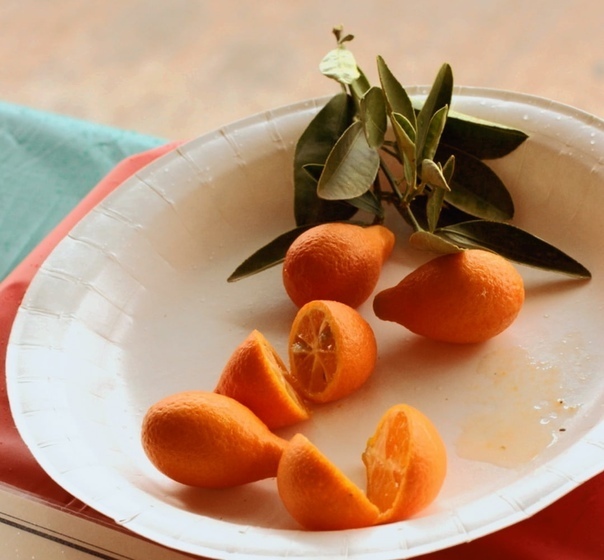 Рассказ про оранжекват