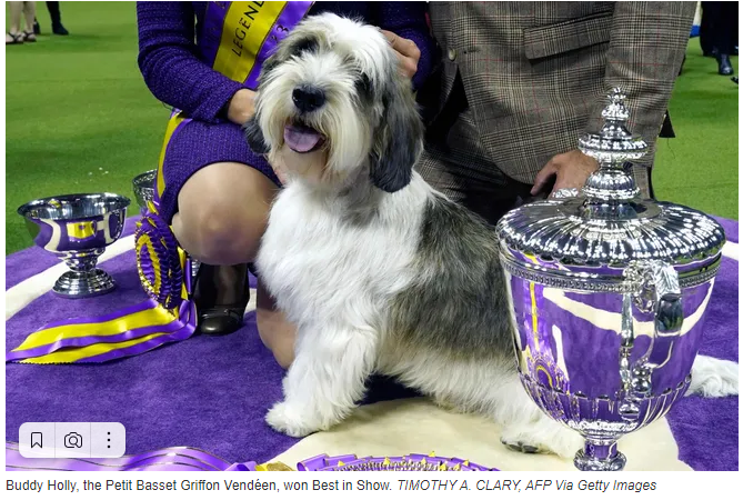 ПБГВ Бадди Холли вошел в историю, выиграв Бест ин Шоу на 147-й Вестминстерской выставке собак Сидни Хендерсон USA TODAY