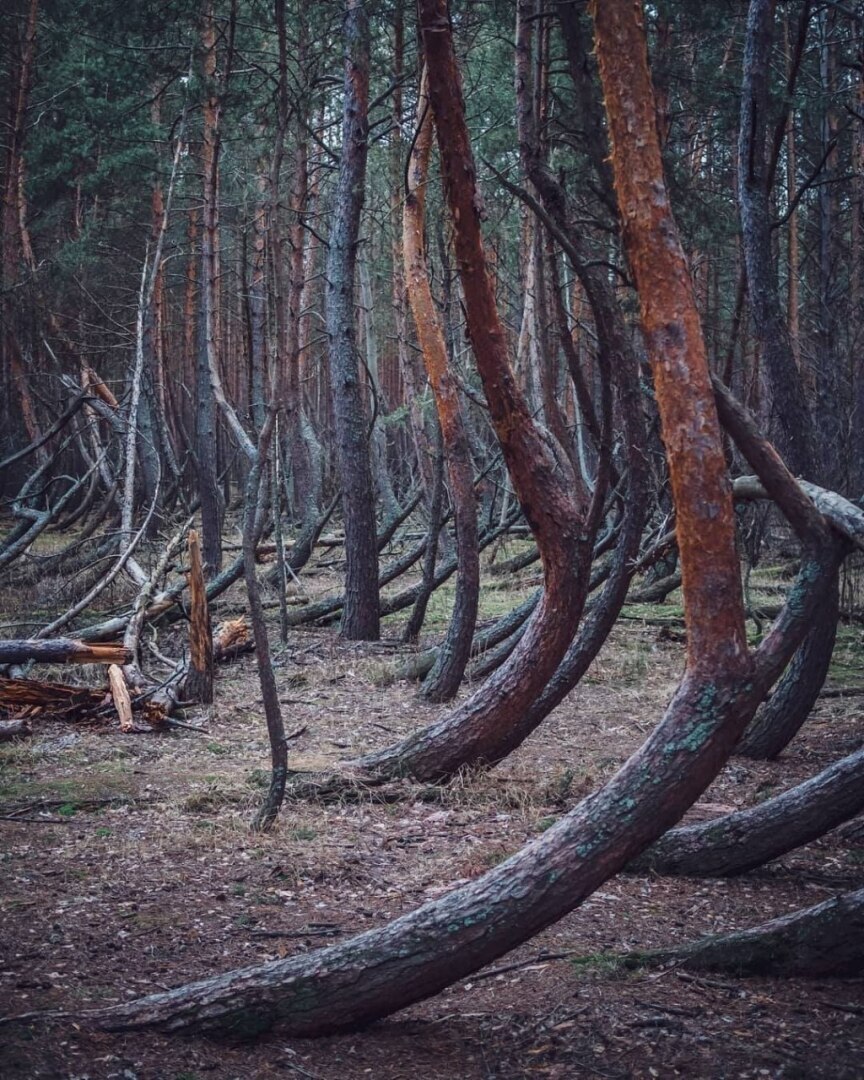 Танцующий лес Новокузнецк